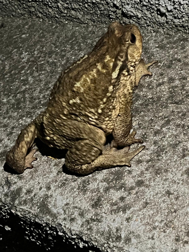 Spiny Toad