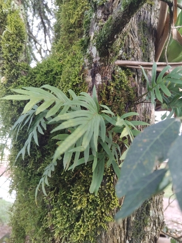 Pleopeltis pleopeltifolia