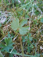 Ranunculus auricomus
