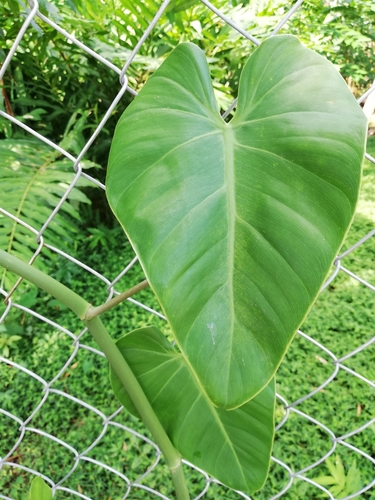 Philodendron hederaceum