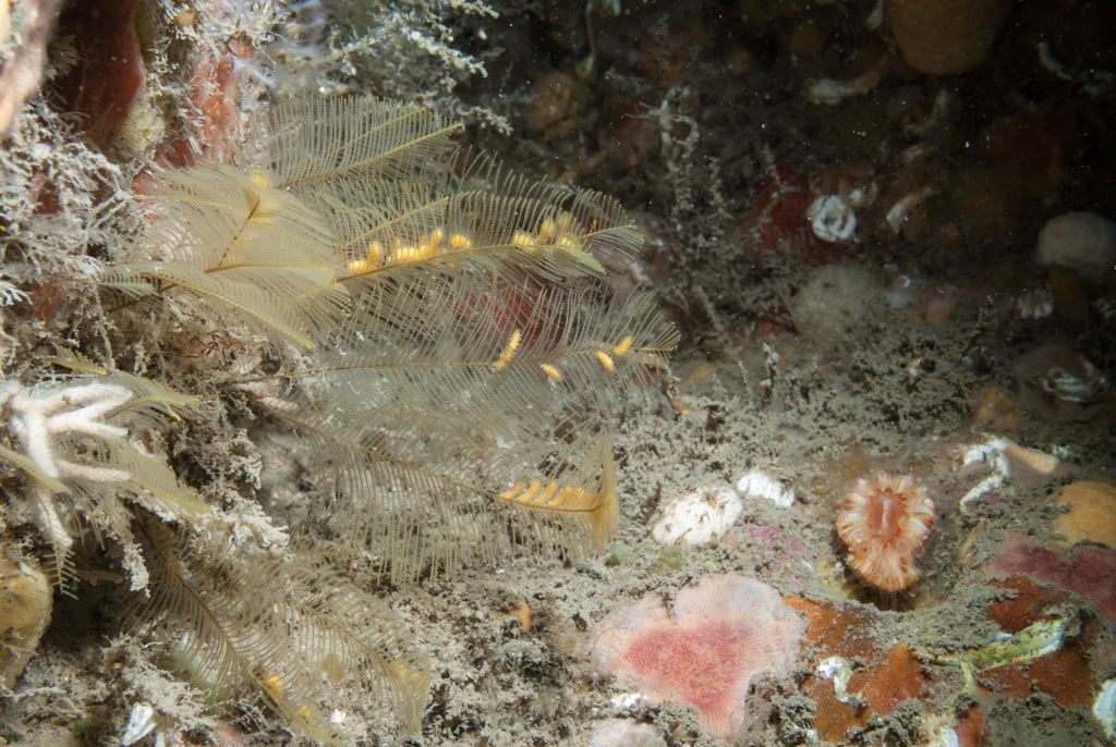 plume hydroid