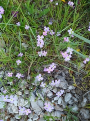 Malcolmia maritima