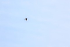Cathartes aura image