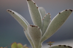 Kalanchoe tomentosa