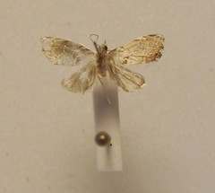 Glaucocharis harmonica