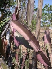 Acanthocereus