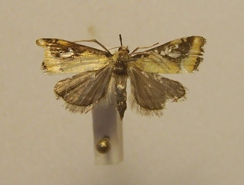 Glaucocharis lepidella photo 5