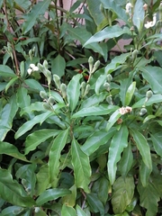 Justicia aconitiflora