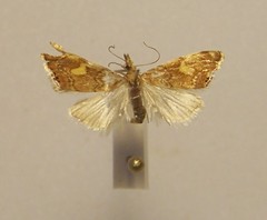 Glaucocharis leucoxantha