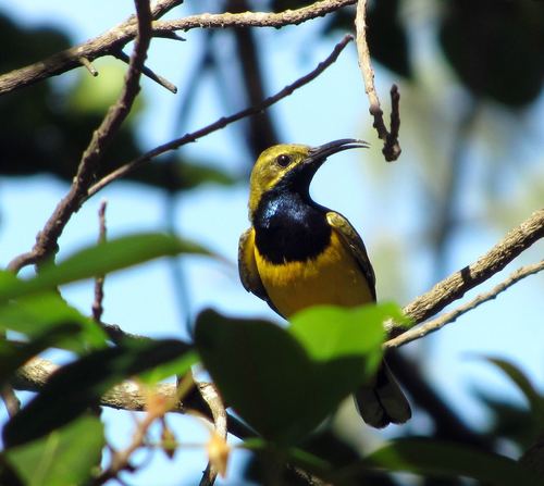 Cinnyris frenatus