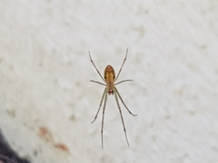 Leucauge levanderi