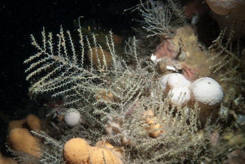 Representative image of Sertularella gayi