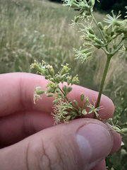 Spanish Catchfly (Silene otites)