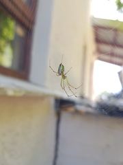 Leucauge levanderi