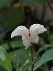 Justicia aconitiflora