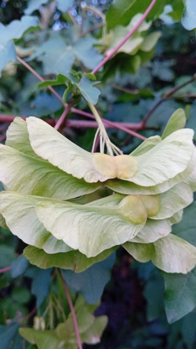 field maple