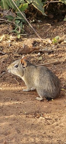Spix's Yellow-toothed Cavy