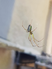 Leucauge levanderi