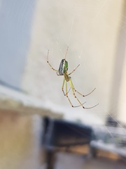 Leucauge levanderi