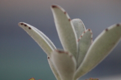 Kalanchoe tomentosa