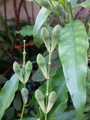 Justicia aconitiflora