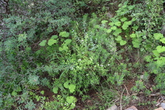 Pelargonium odoratissimum, photograph (c) Tony Rebelo, some rights reserved (CC BY-SA)