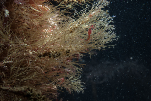 Amphisbetia operculata