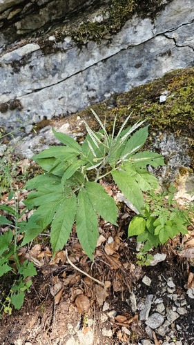 Cardamine heptaphylla, photograph 5