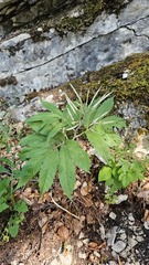 Cardamine heptaphylla, photograph (c) Claude Kolwelter, some rights reserved (CC BY)