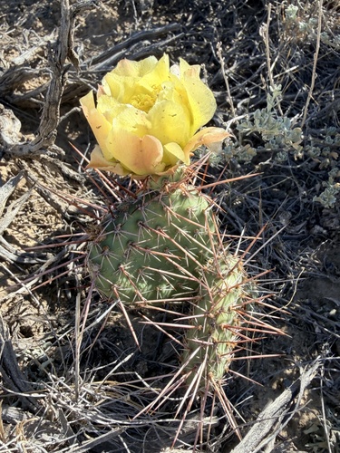 Plains Pricklypear