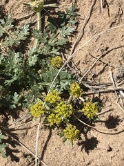 Cymopterus glomeratus