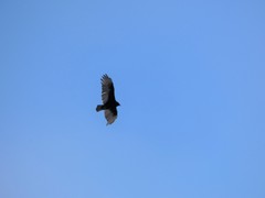 Cathartes aura image