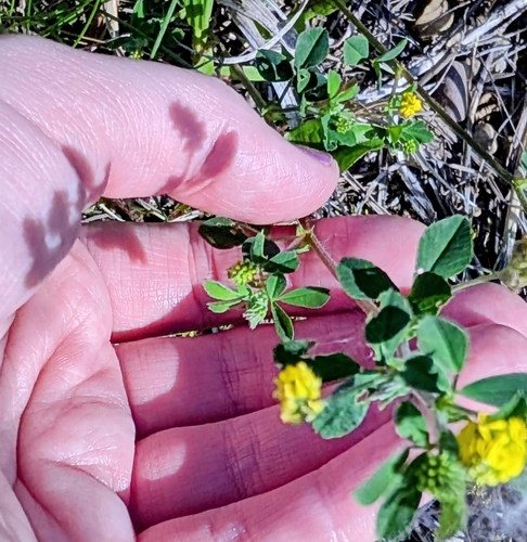 Black Medick