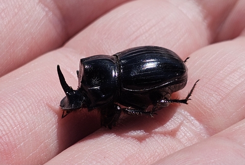 Copris lunaris
