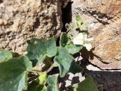 Asarina procumbens, photograph (c) Slaven Kljucanin, some rights reserved (CC BY)
