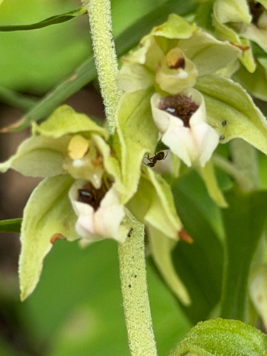 Broad-leaved helleborine