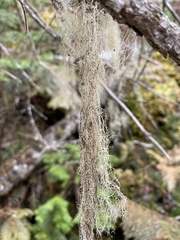 Ramalina thrausta