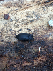 Penthe pimelia