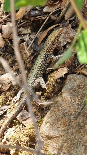 Greek Rock Lizard