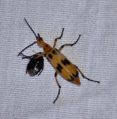 Pyrota fasciata
