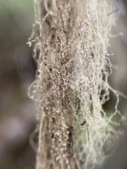 Ramalina thrausta