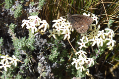 Junellia tridactylites