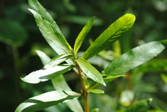 Hygrophila