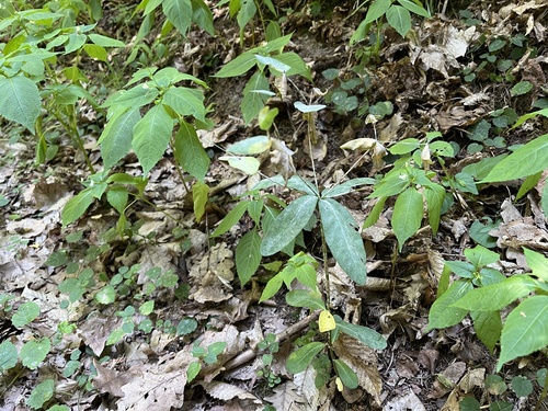 Euphorbia dulcis, photograph 5
