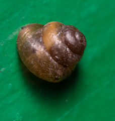 Pupisoma