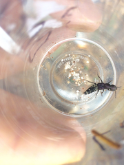 Platydracus violaceus