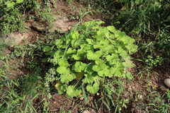 Pelargonium odoratissimum, photograph (c) Tony Rebelo, some rights reserved (CC BY-SA)