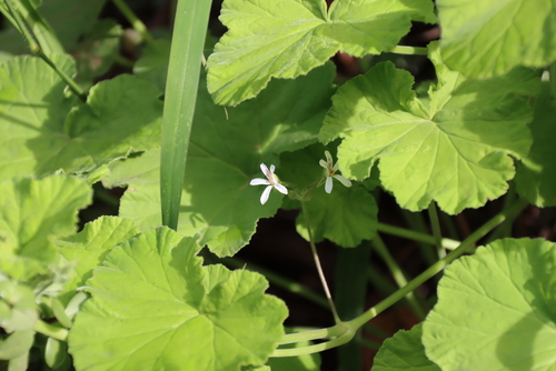 Pelargonium odoratissimum, photograph 3