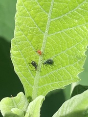 Uroleucon verbesinae