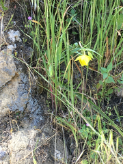 Calochortus pulchellus